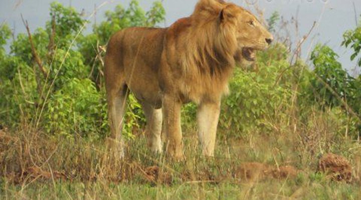Heritage Safari Lodge