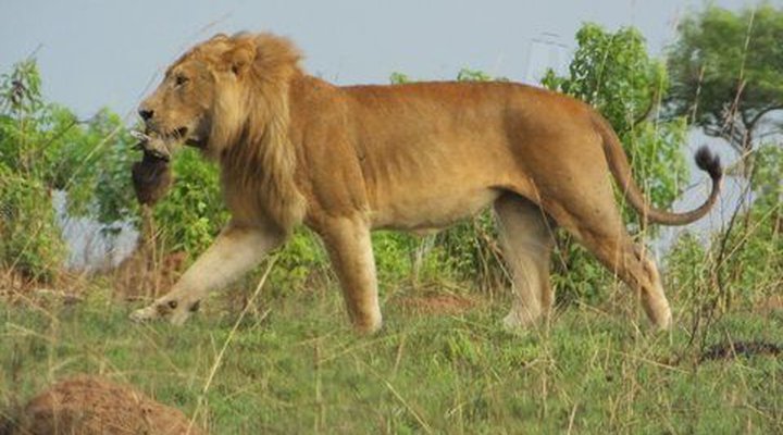 Heritage Safari Lodge
