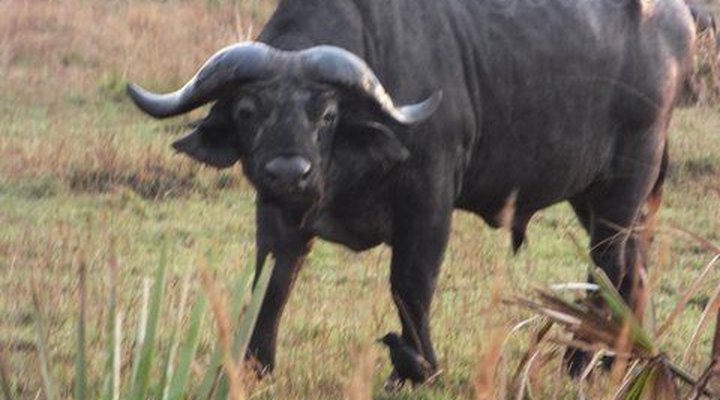 Heritage Safari Lodge