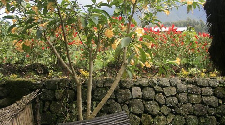 La Paillotte Gorilla Place Mitobo