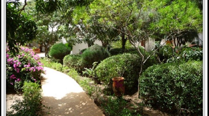 Les Manguiers de Warang