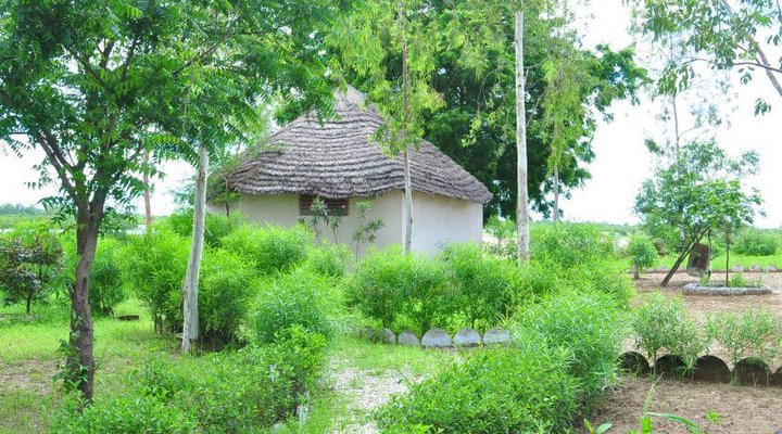 Les Calaos du Saloum
