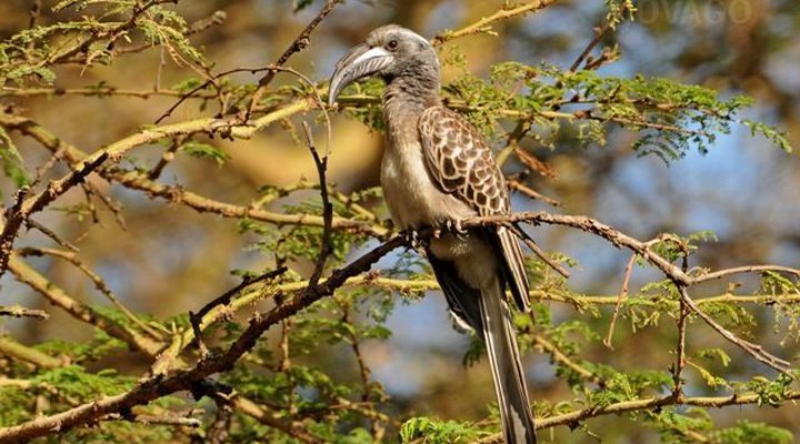 Signature Villa - Lakeview