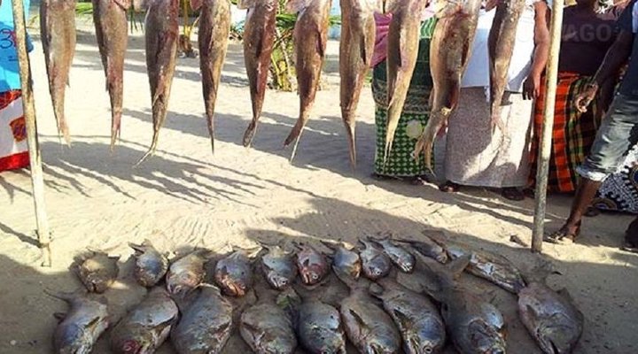 Campement Le Barracuda