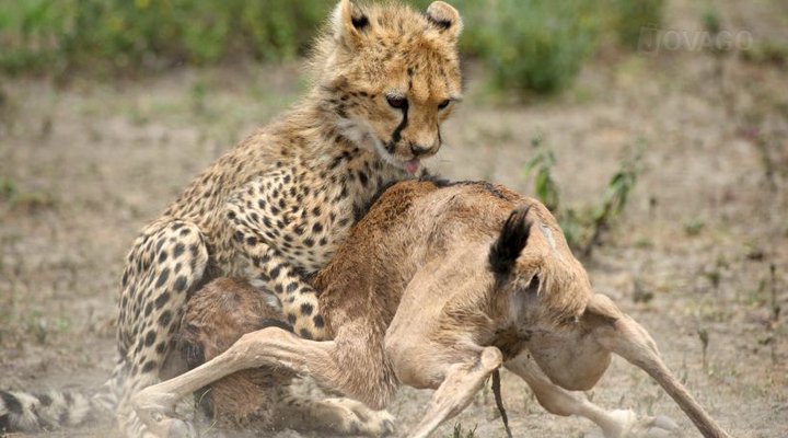 Serian's Serengeti South