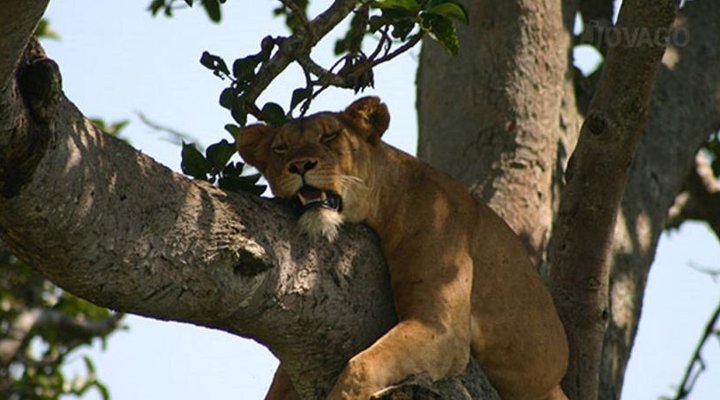 At The River Ishasha
