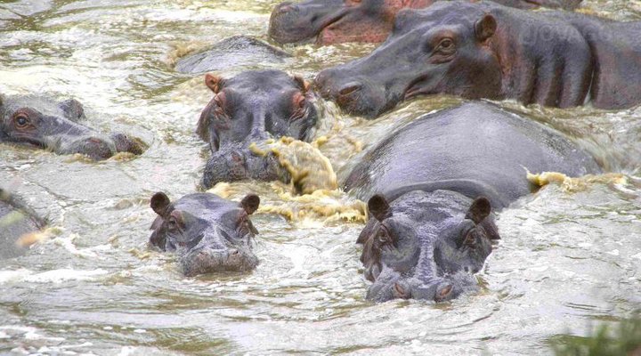 Serengeti Migration Camp