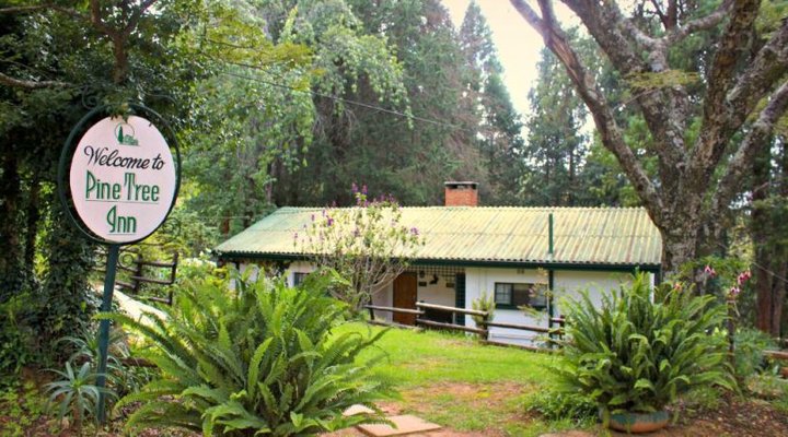 Pine Tree Inn