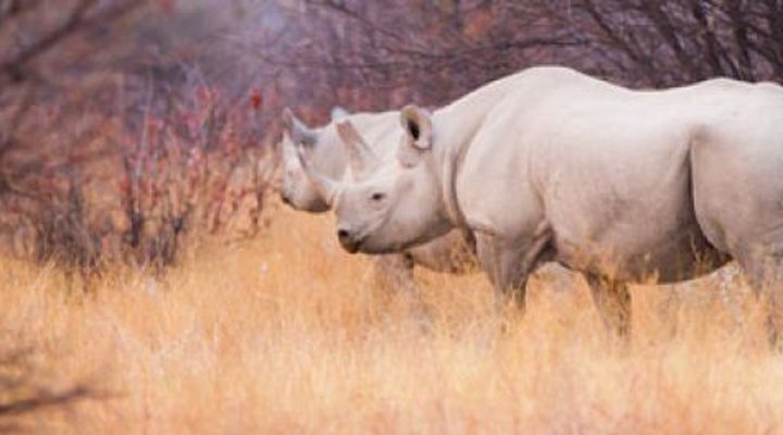 Epacha Game Lodge And Spa