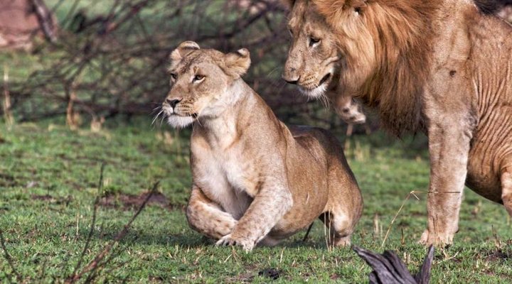 Serian's Serengeti North