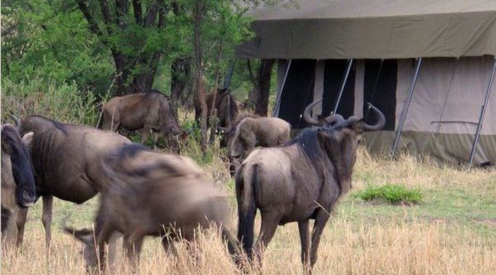 Serian's Serengeti Mobile (Kusini)