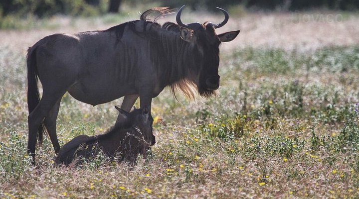 Serian's Serengeti Mobile (Kusini)