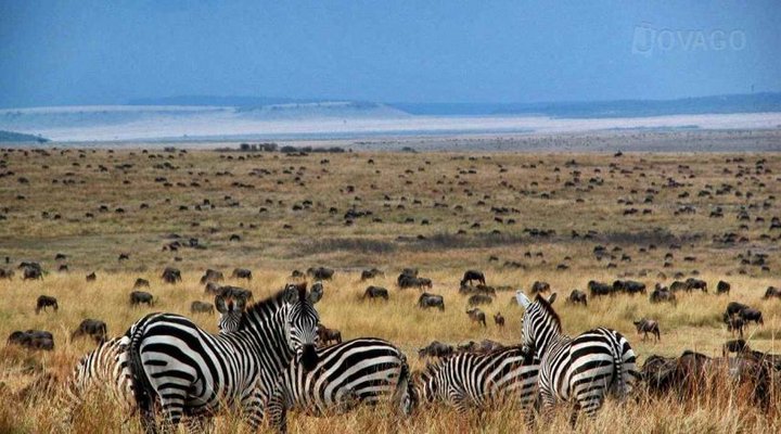 Serian - The Original