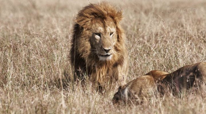 Serian - The Original