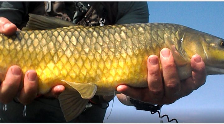 Alpine Swift Camping