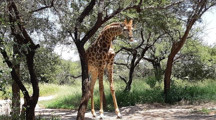 Marloth Wild Fig Studio