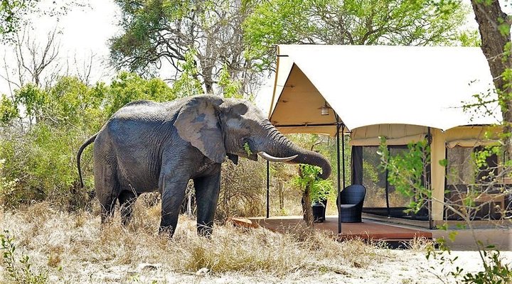 Honeyguide Tented Safari Camp