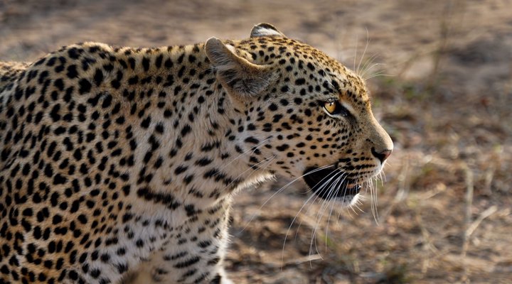Honeyguide Tented Safari Camp