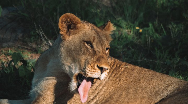 Honeyguide Tented Safari Camp