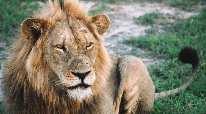 Honeyguide Tented Safari Camp