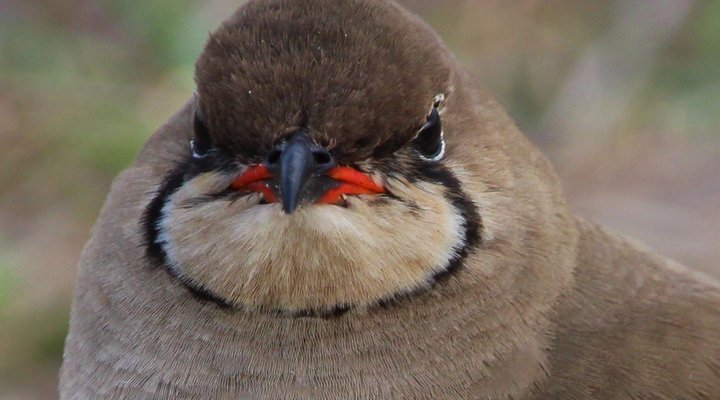 Gala Gala Eco Resort Private Campsites