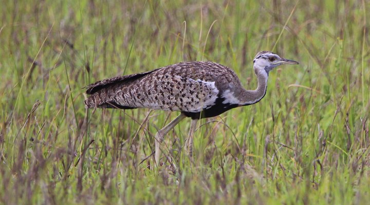 Gala Gala Eco Resort Private Campsites