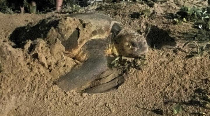 Utshwayelo, Kosi Mouth Lodge and Camp