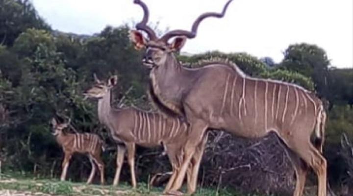 Magalies Wild Game Farm