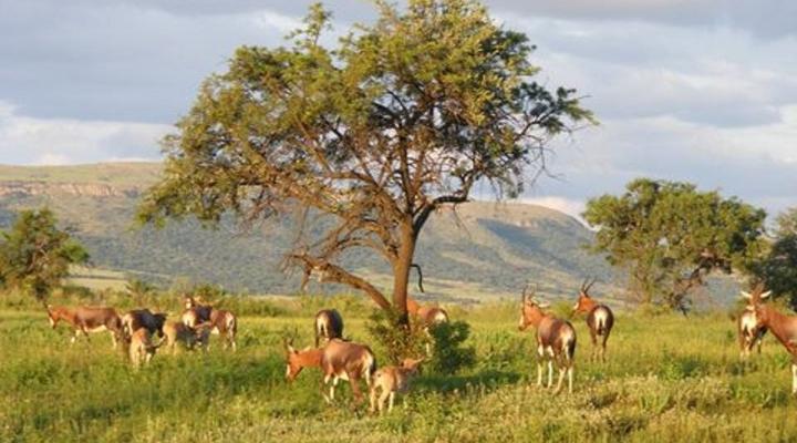 Magalies Wild Game Farm