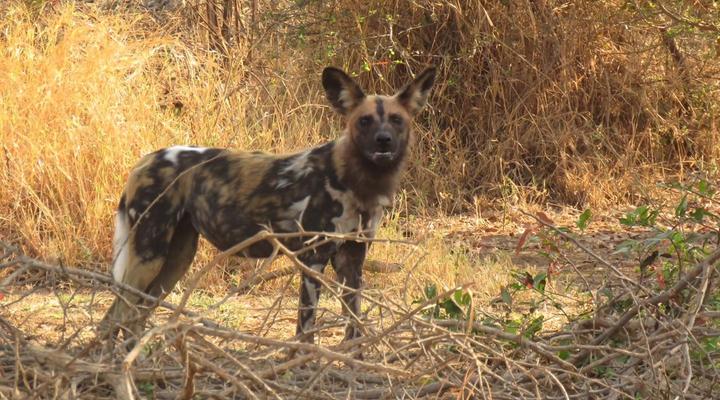 Karongwe River Lodge