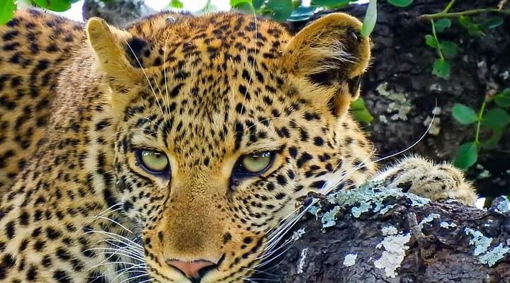 Shiduli Private Game Lodge