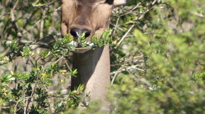 Haaspoort Bushcamp Private Nature Reserve