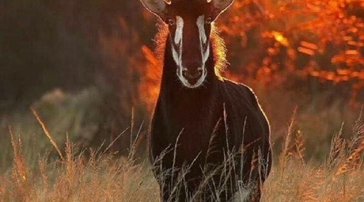 Weltevreden Game Lodge