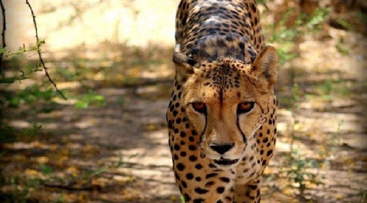 Weltevreden Game Lodge