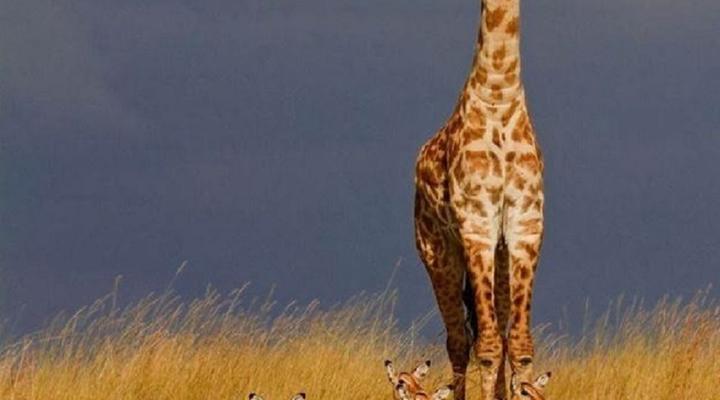 Weltevreden Game Lodge