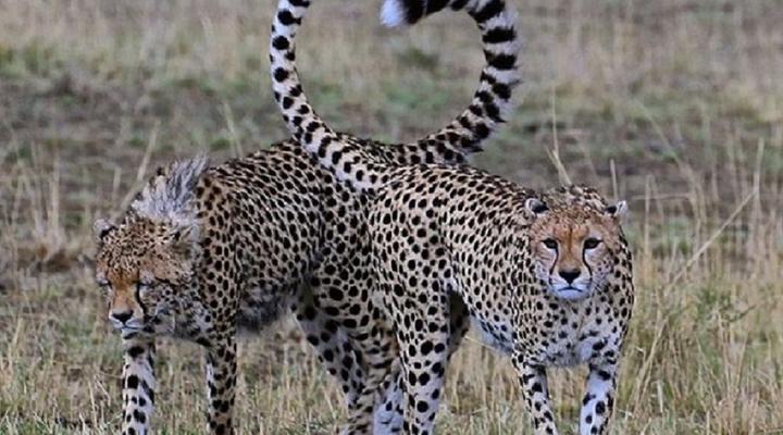 Weltevreden Game Lodge