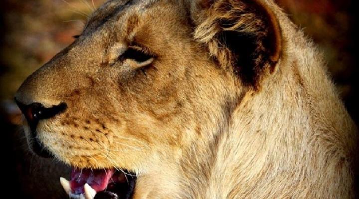 Weltevreden Game Lodge