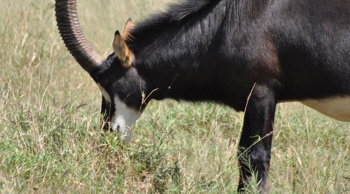 Buffelsvlei Game Lodge