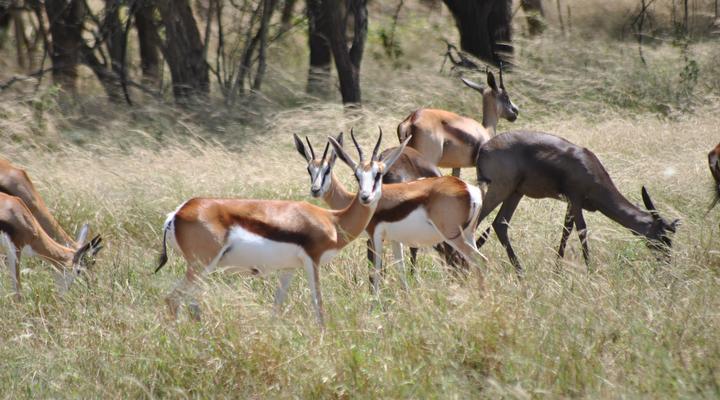 Buffelsvlei Game Lodge