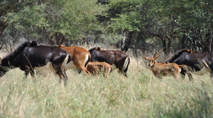 Buffelsvlei Game Lodge