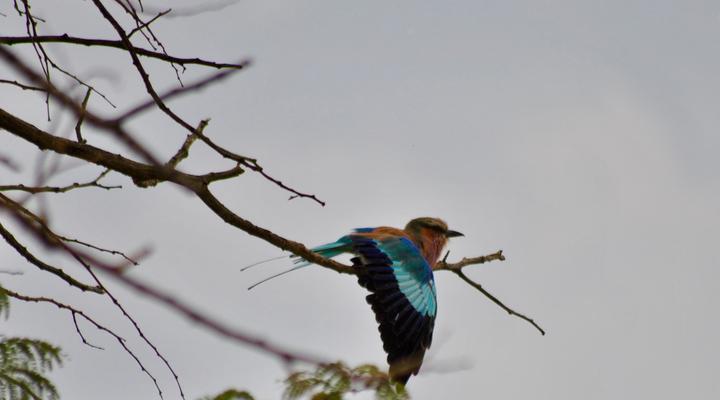 Buffelsvlei Game Lodge