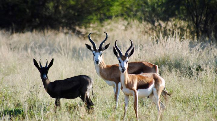 Buffelsvlei Game Lodge