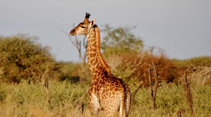 Buffelsvlei Game Lodge