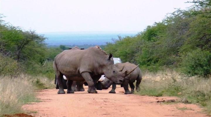 Bush Dream Mabalingwe