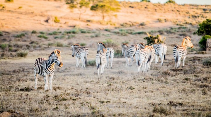 African Safari Lodge