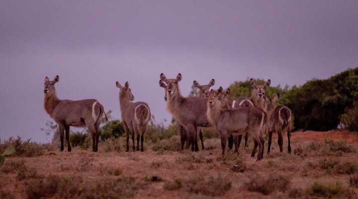 African Safari Lodge