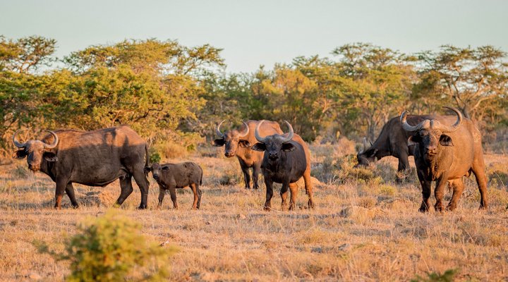 African Safari Lodge