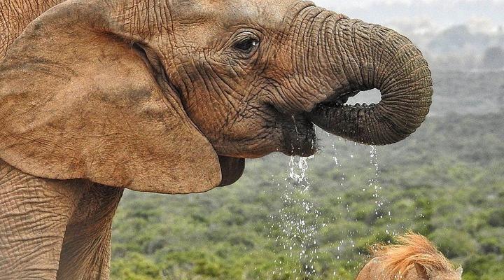 Pilanesberg Wildlife Safari DAY TOUR