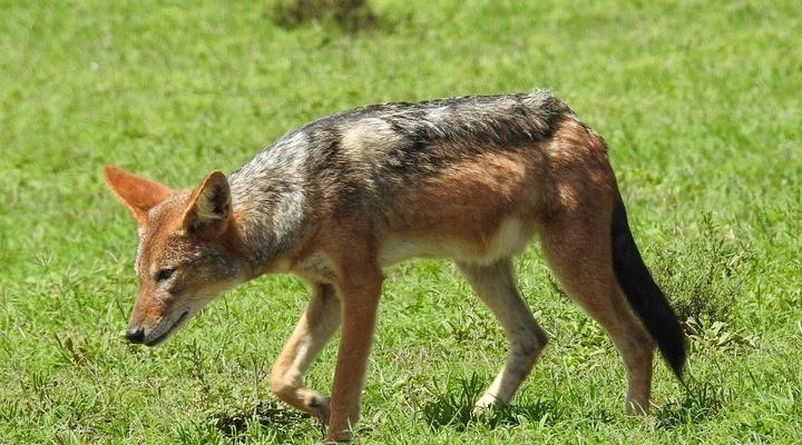 Pilanesberg Wildlife Safari DAY TOUR