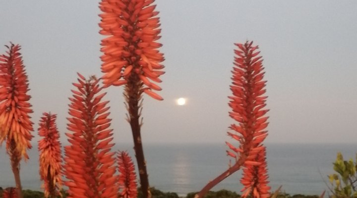 Beach Blanket Babylon Garden Route